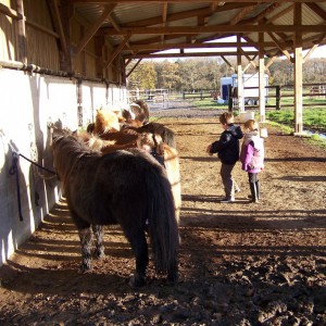 Cours-baby-poney-5